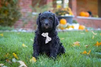Oliver, a male Newfypoo for sale in Millersburg, OH – Photo 6 of 9
