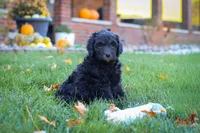Oliver, a male Newfypoo for sale in Millersburg, OH – Photo 4 of 9