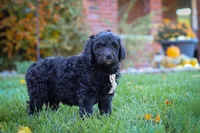 Oliver, a male Newfypoo for sale in Millersburg, OH – Photo 9 of 9