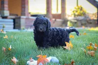 Oliver, a male Newfypoo for sale in Millersburg, OH – Photo 8 of 9