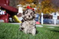 Bella, a female Newfypoo for sale in Millersburg, OH – Photo 3 of 6
