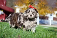 Bella, a female Newfypoo for sale in Millersburg, OH – Photo 6 of 6