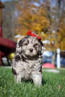 Bella, a female Newfypoo for sale in Millersburg, OH – Photo 4 of 6