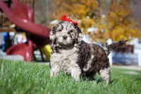 Bella, a female Newfypoo for sale in Millersburg, OH – Photo 1 of 6