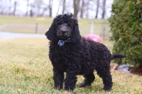 Brady, a male Newfypoo for sale in Millersburg, OH – Photo 4 of 6