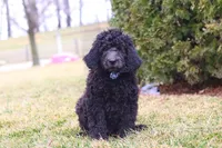 Brady, a male Newfypoo for sale in Millersburg, OH – Photo 6 of 6