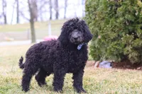 Brady, a male Newfypoo for sale in Millersburg, OH – Photo 2 of 6