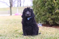 Brady, a male Newfypoo for sale in Millersburg, OH – Photo 5 of 6