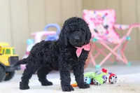 Brady, a male Newfypoo for sale in Millersburg, OH – Photo 2 of 5