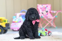 Brady, a male Newfypoo for sale in Millersburg, OH – Photo 5 of 5