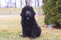 Brady, a male Newfypoo for sale in Millersburg, OH – Photo 3 of 6
