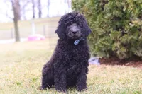 Brady, a male Newfypoo for sale in Millersburg, OH – Photo 1 of 6