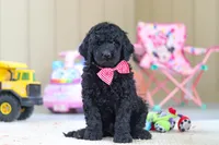 Brady, a male Newfypoo for sale in Millersburg, OH – Photo 1 of 5
