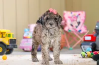 Ginger, a female Newfypoo for sale in Millersburg, OH – Photo 2 of 6