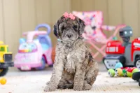 Ginger, a female Newfypoo for sale in Millersburg, OH – Photo 4 of 6