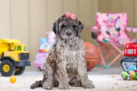 Ginger, a female Newfypoo for sale in Millersburg, OH – Photo 6 of 6