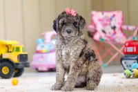 Ginger, a female Newfypoo for sale in Millersburg, OH – Photo 5 of 6