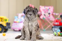 Ginger, a female Newfypoo for sale in Millersburg, OH – Photo 1 of 6
