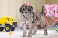 Ginger, a female Newfypoo for sale in Millersburg, OH – Photo 3 of 6