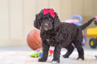 Luna, a female Newfypoo for sale in Millersburg, OH – Photo 1 of 4