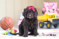 Luna, a female Newfypoo for sale in Millersburg, OH – Photo 2 of 4