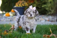 Tulip, a female Newfypoo for sale in Millersburg, OH – Photo 1 of 6