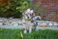 Tulip, a female Newfypoo for sale in Millersburg, OH – Photo 6 of 6