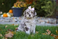Tulip, a female Newfypoo for sale in Millersburg, OH – Photo 3 of 6