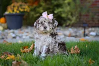 Tulip, a female Newfypoo for sale in Millersburg, OH – Photo 2 of 6