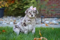 Tulip, a female Newfypoo for sale in Millersburg, OH – Photo 4 of 6