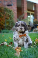 Milo, a male Newfypoo for sale in Millersburg, OH – Photo 1 of 6