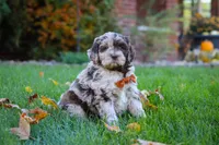 Milo, a male Newfypoo for sale in Millersburg, OH – Photo 4 of 6