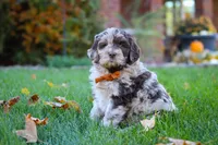 Milo, a male Newfypoo for sale in Millersburg, OH – Photo 3 of 6