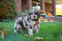 Milo, a male Newfypoo for sale in Millersburg, OH – Photo 5 of 6
