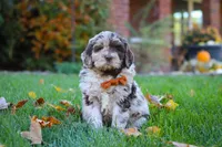 Milo, a male Newfypoo for sale in Millersburg, OH – Photo 2 of 6