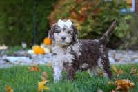 Macy, a female Newfypoo for sale in Millersburg, OH – Photo 7 of 8