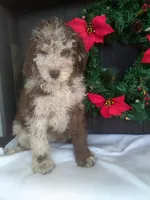 Macy, a female Newfypoo for sale in Millersburg, OH – Photo 1 of 8