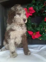 Macy, a female Newfypoo for sale in Millersburg, OH – Photo 2 of 8