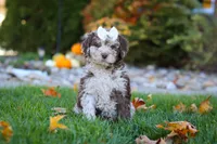 Macy, a female Newfypoo for sale in Millersburg, OH – Photo 3 of 8