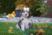 Macy, a female Newfypoo for sale in Millersburg, OH – Photo 4 of 8