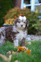 Macy, a female Newfypoo for sale in Millersburg, OH – Photo 8 of 8