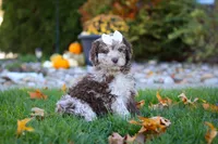 Macy, a female Newfypoo for sale in Millersburg, OH – Photo 5 of 8