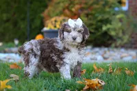 Macy, a female Newfypoo for sale in Millersburg, OH – Photo 6 of 8