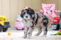 Cocoa, a female Newfypoo for sale in Millersburg, OH – Photo 2 of 4