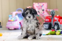 Cocoa, a female Newfypoo for sale in Millersburg, OH – Photo 4 of 4