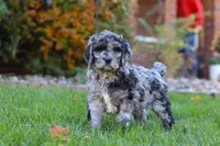 Theo, a male Newfypoo for sale in Millersburg, OH – Photo 2 of 6
