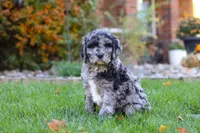 Theo, a male Newfypoo for sale in Millersburg, OH – Photo 3 of 6