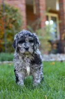 Theo, a male Newfypoo for sale in Millersburg, OH – Photo 6 of 6