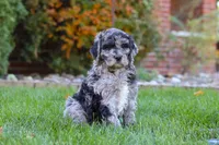 Theo, a male Newfypoo for sale in Millersburg, OH – Photo 5 of 6