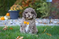 Cliff, a male Newfypoo for sale in Millersburg, OH – Photo 2 of 7
